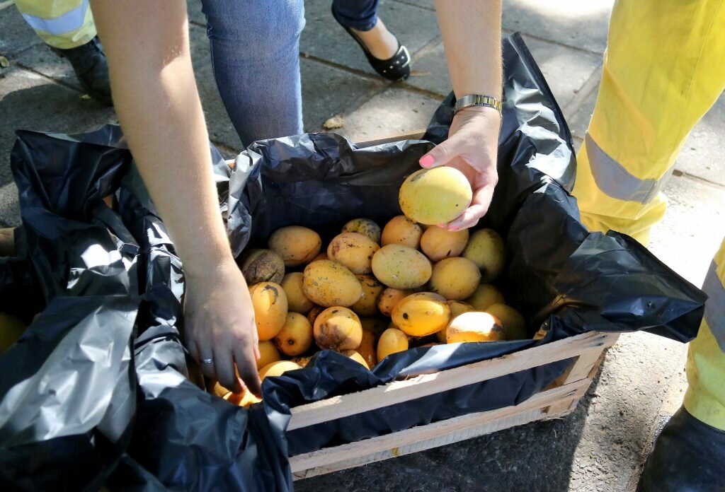 Elaborarán cerveza con el mango caído en las calles de Asunción