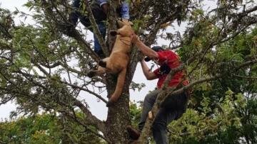 Final feliz para todos: duermen al puma refugiado en árbol de una casa y lo devuelven a su hábitat