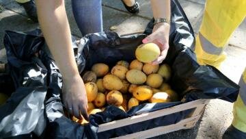 Elaborarán cerveza con el mango caído en las calles de Asunción